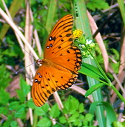 Gulf Fritillary butterfly