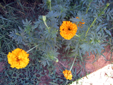 marigolds