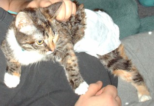 KITTEN IN A DIAPER!